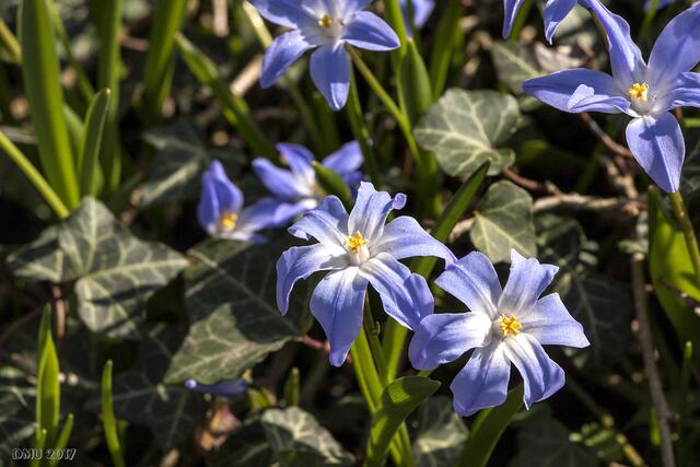 Nicht alles, was hier blau und sternförmig ist, ist auch Blaustern. Ich halte dies für Gemeinen Schneestolz (Chionodoxa luciliae). Wenn einer eine bessere Idee hat, nur her damit!