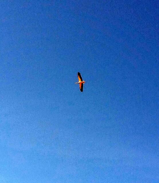 Auf dem Heimweg sahen wir den Storch lange um den Baywaturm kreisen