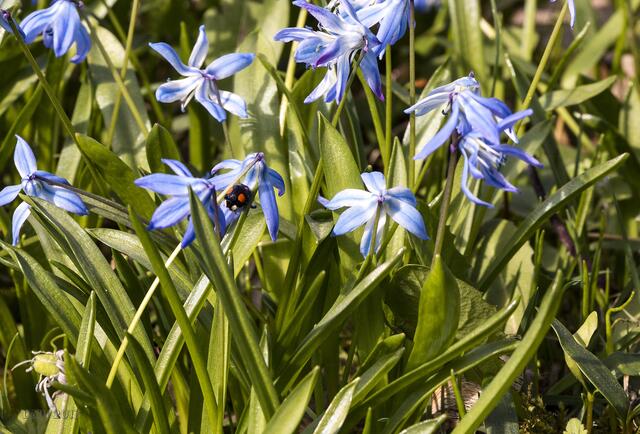 So sieht die Scilla von Nahem aus.