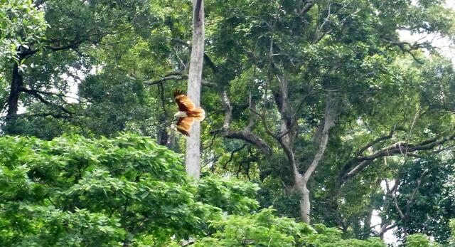 Seeadler über dem Nationalpark !