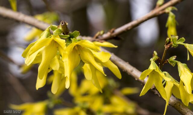 Forsythien