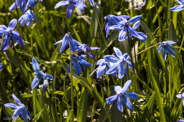 Die Hummel (man kann sie etwas links von der Bildmitte erahnen) wollte mich doch glatt vergackeiern.