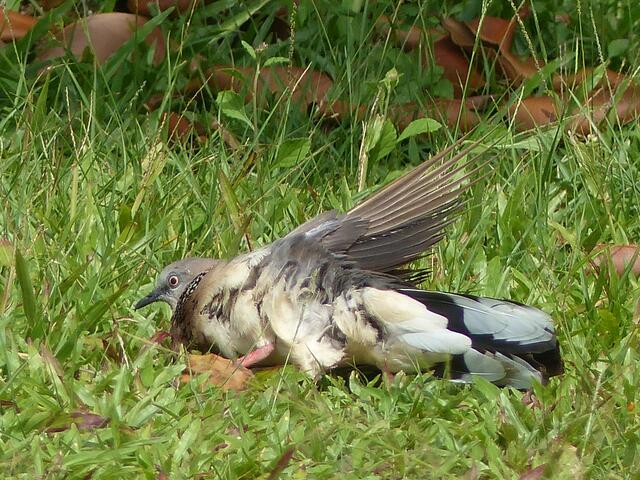 Schauspielernde Perlmutthalstaube-wir dachten,sie waere tot,dann flog sie davon.