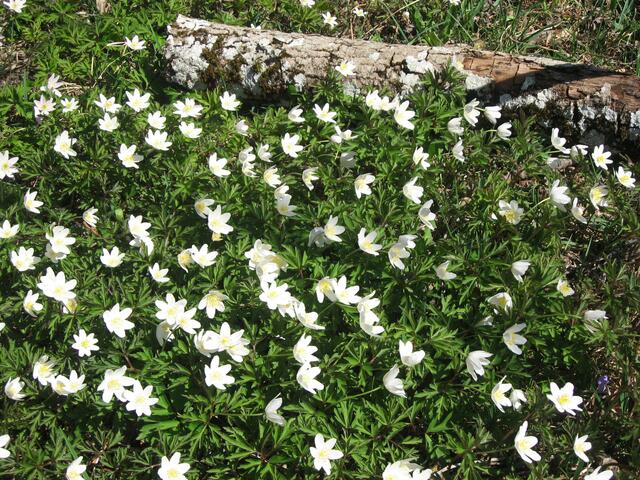 Ich konnte nicht vorbeigehen. Kleine, weiße Prinzessinnen; Windsbräute im Hochzeitskleid.