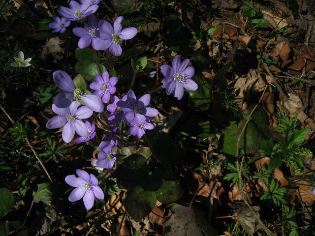 Kleines, zartes Leberblümchen. An Schönheit kaum zu überbieten.