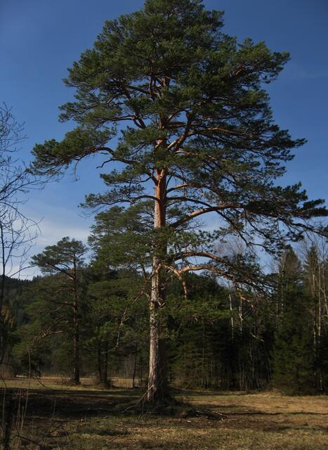 Baumriese in guter Nachbarschaft.