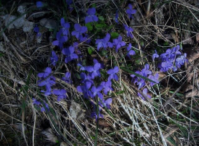 Blaue Botschaft! Aus Kälte und Frost geboren: Das wunderschöne, zarte Waldveilchen.