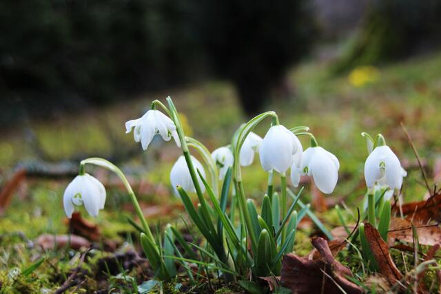Schnee....