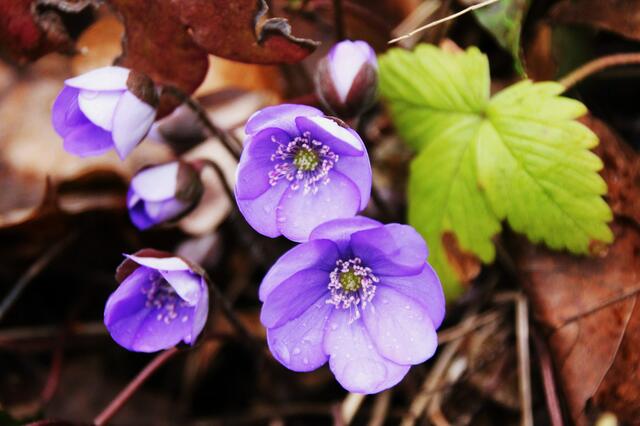 ... und in violett