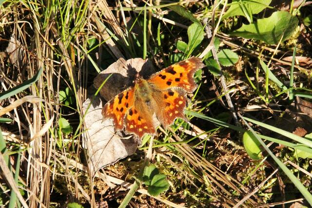 ... und C-Falter beim Sonnenbad