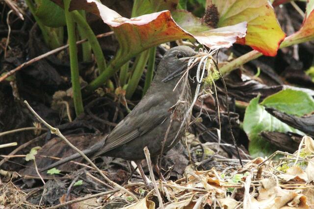 Frau Amsel sucht Nistmaterial