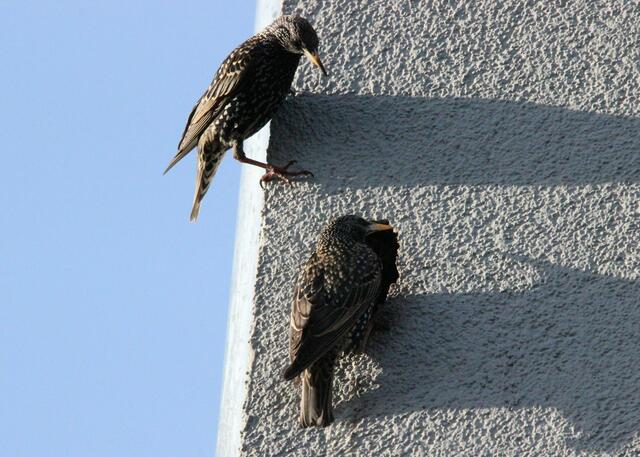 Nistplatz in einer Hauswand