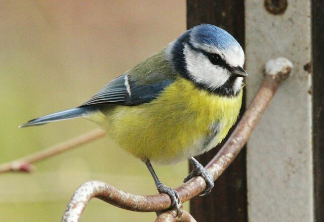 Blaumeise