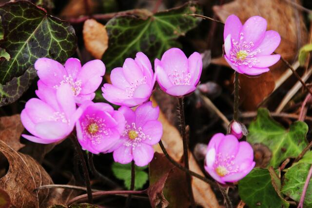Leberblümchen in rosa...