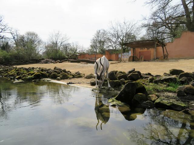 Hier trinkt ein Addax