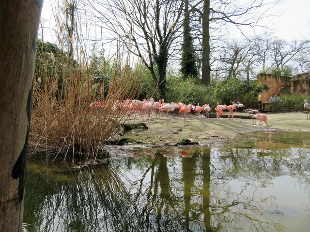 Flamingos vom Boot aus gesehen.