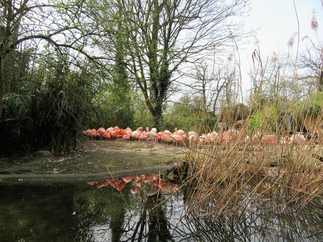 Flamingos vom Boot aus gesehen.