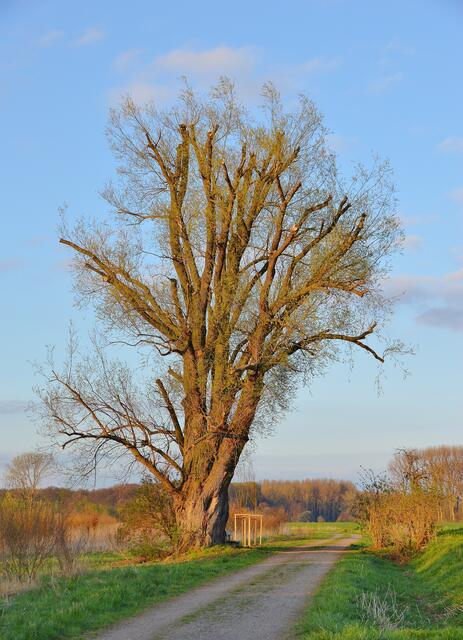 03.04.2017 © AW Die kranken Zwillingsbäume treiben doch noch mal aus!