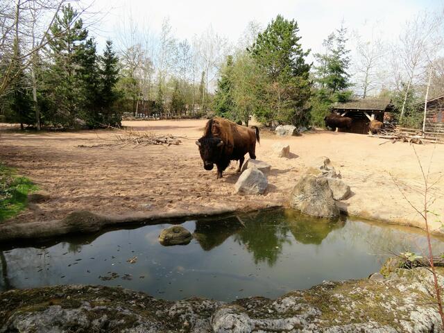 Gewaltig diese Bisons.