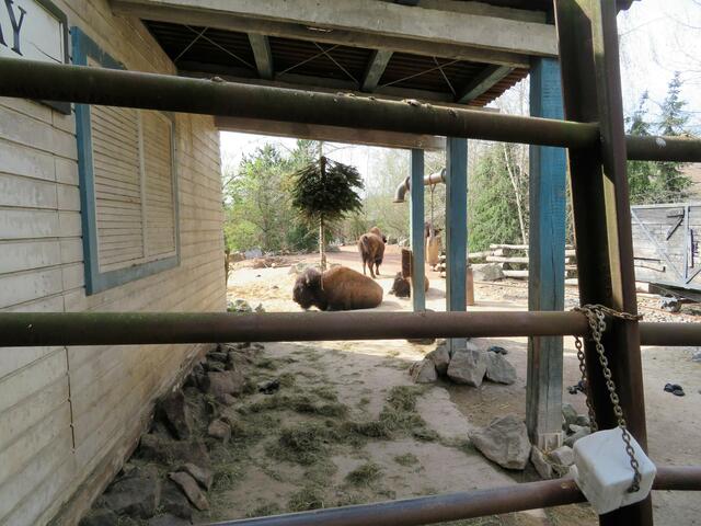 Hier waren die Bisons vertreten.