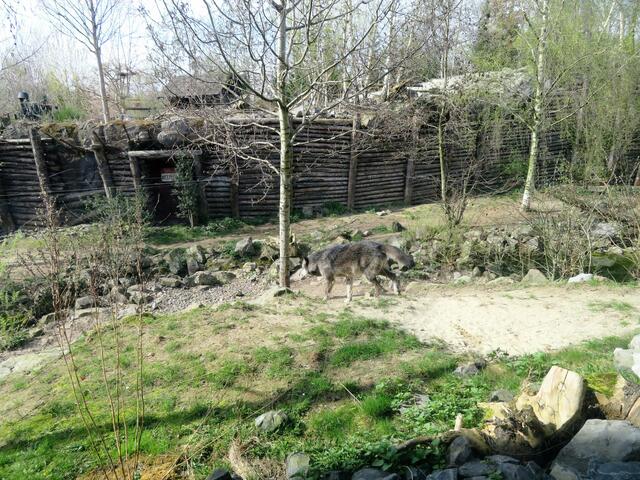 Ein Wolf war zu sehen.
