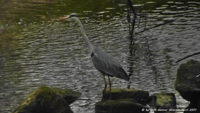 ....und der Reiher noch einmal in anderer Position