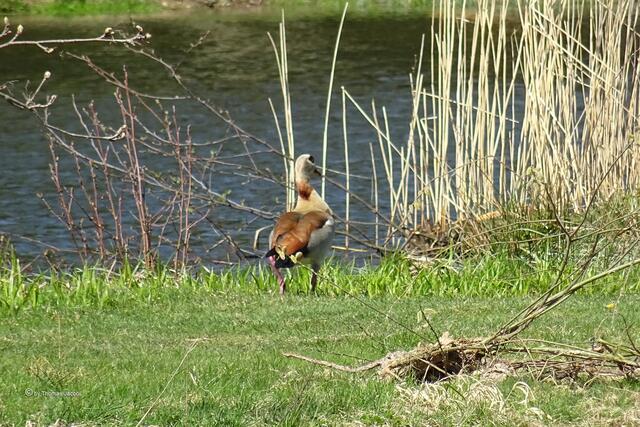 Nilgans