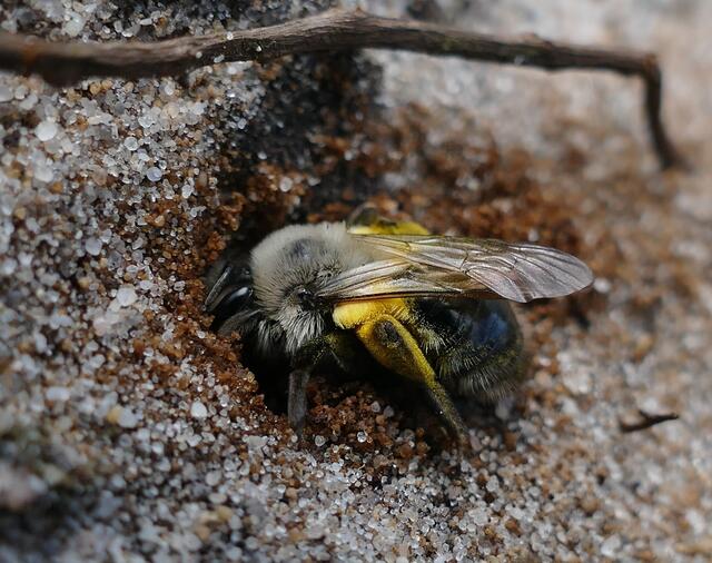 Fleißige Arbeiter im Sand
