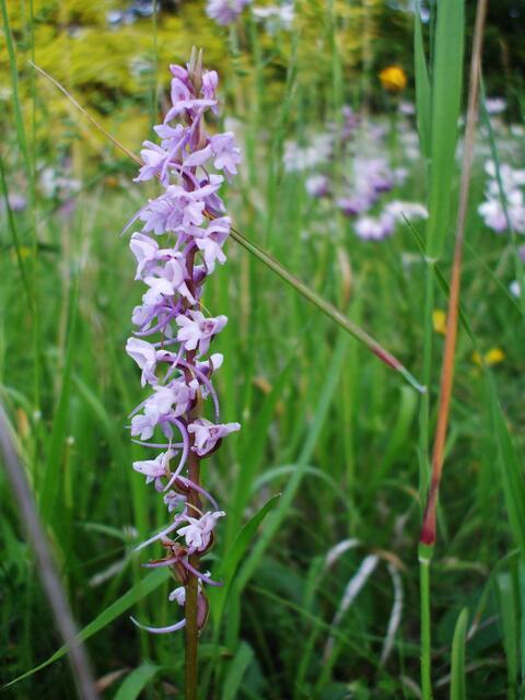 Orchideenkaffee 2017 - am 13. bis 28. Mai 2017 öffnet dieses Jahr auch wieder das Orchideenkaffee in Krawinkel .... !