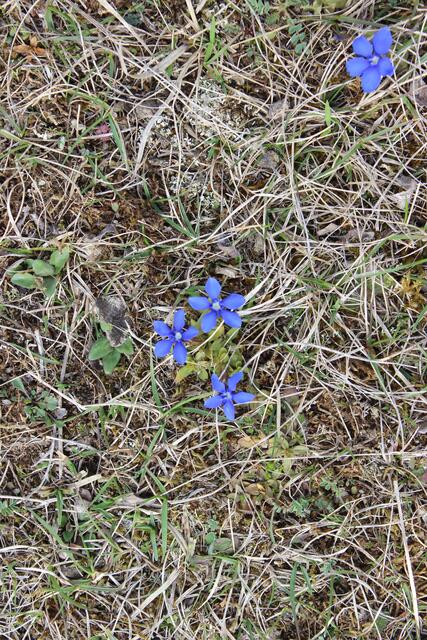 Wiesenenziane