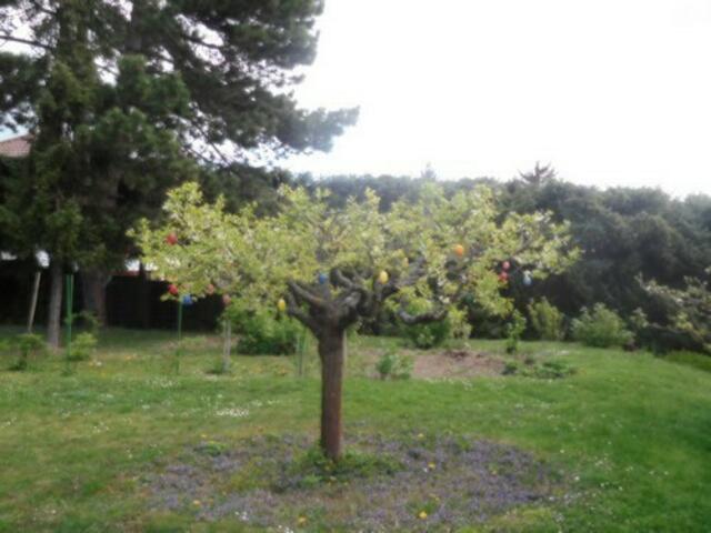 Osterbaum
