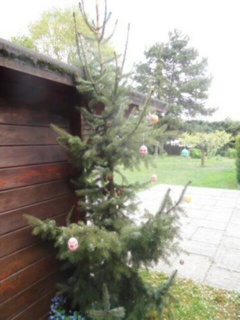 Osterbaum