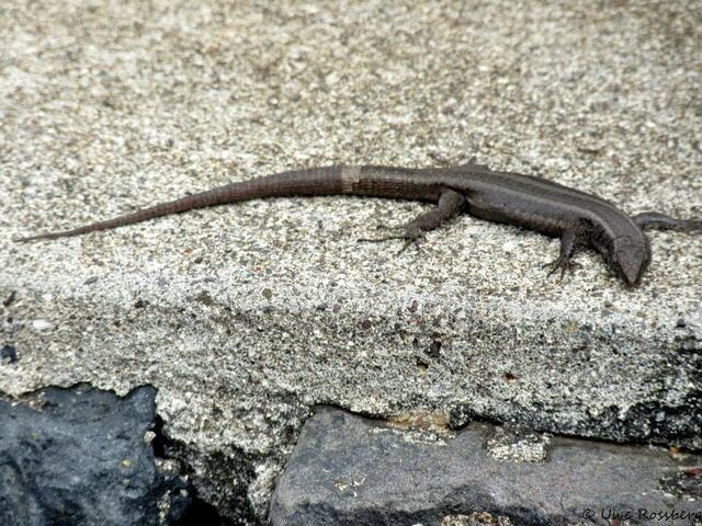 Die wohl größte "Eidechsenpopulation" auf Madeira: der Gecko
