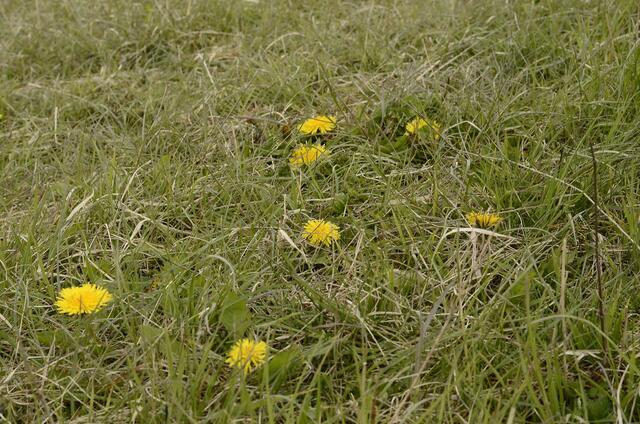 sehr niedrig in dem trockenen Gras - Löwenzahn - seltene Pflanze auf dem Kalkmagerhügel
