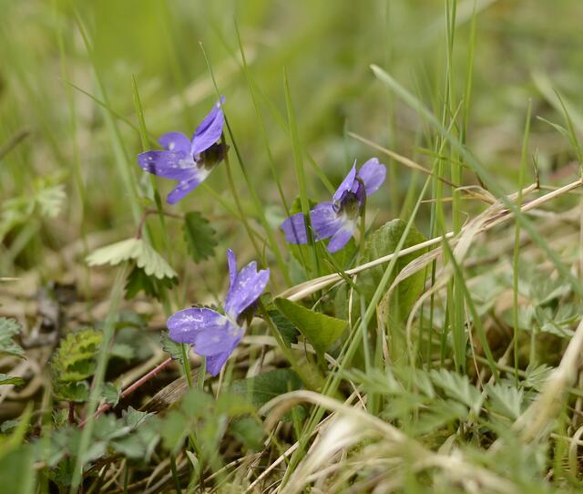 Veilchen (Viola)