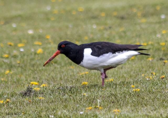 Was, bitteschön, macht ein Austernfischer hier im Binnenland?