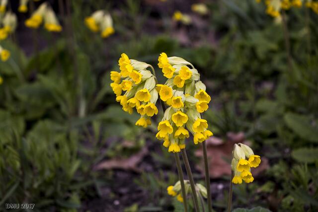 Ich habe keine Ahnung, was das für Blüten sind.