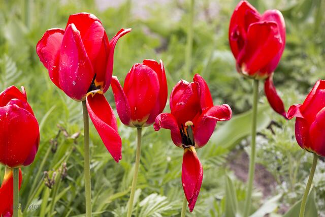 Sic transit gloria mundi