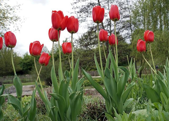 ich mag Tulpen