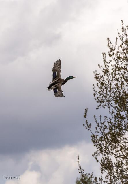 Weiß jemand, was ein Entenflügler ist? Hier wird klar, warum die so heißen ;-)