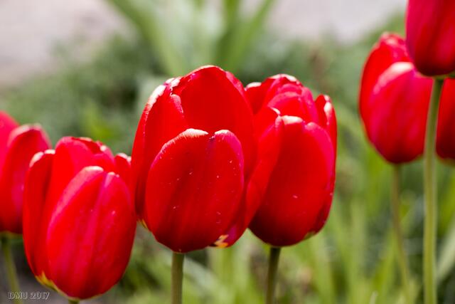 Viele Tulpen gabs