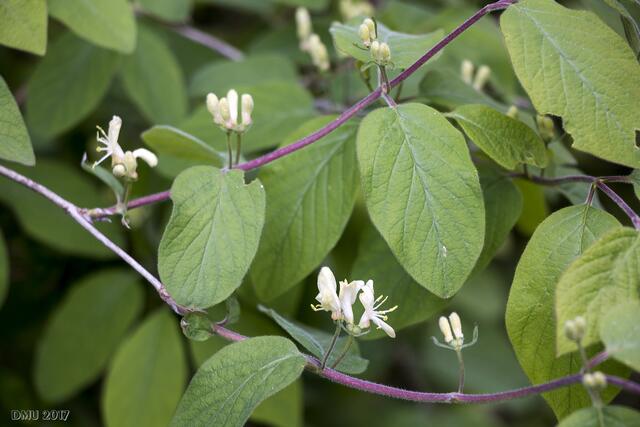 Das Geißblatt kommt auch langsam