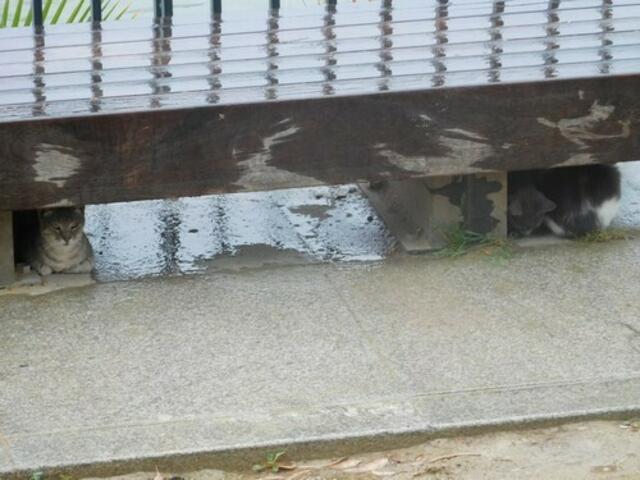 Straßenkatzen suchen Schutz vor dem Regen