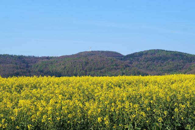 Blick auf ein Rapsfeld in Vollblüte hinauf zum Peterskopf