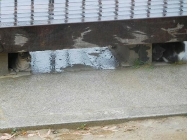 Straßenkatzen in Sevilla suchen Schutz vor dem Regen