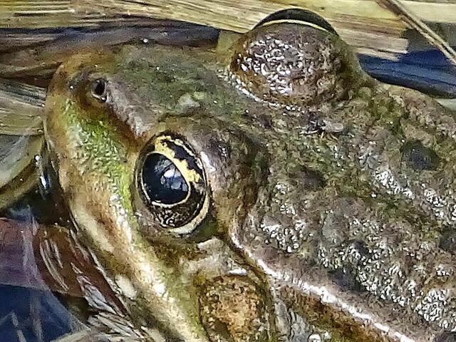 Frosch mit Zecke