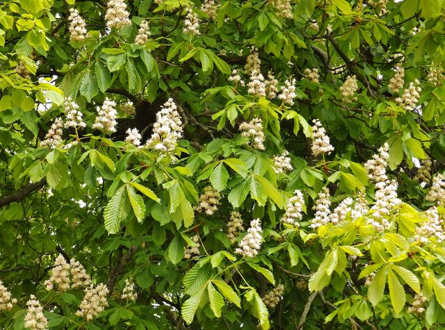 07.05.2017 © EW  Die Kastanienblüte ist schon fast vorbei