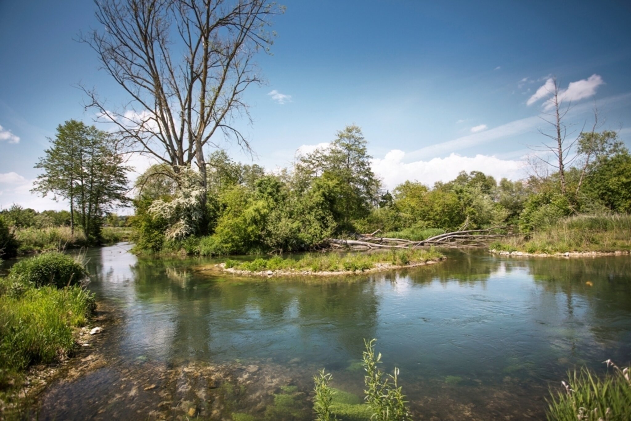 Wo die Brenz wieder Natur sein darf Bächingen an der Brenz