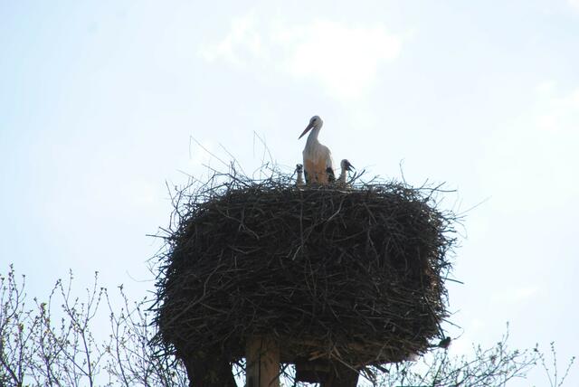 Auch den Störchen gefällt es hier, gleich zwei Küken beobachten das Geschehen aus dem Sicheren Nest