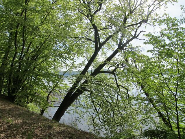 Tollensesee